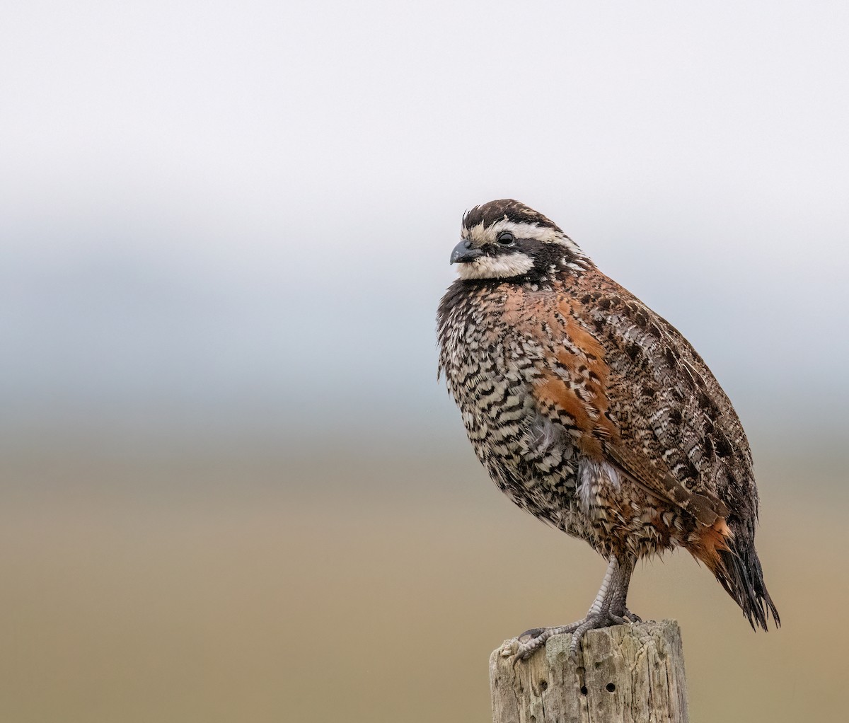 Northern Bobwhite - Araks Ohanyan