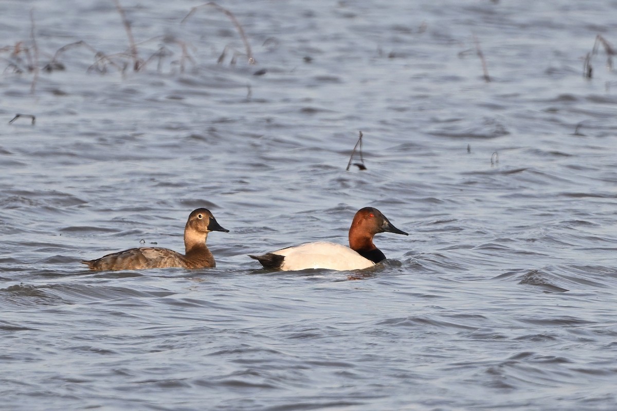 Canvasback - ML616172540