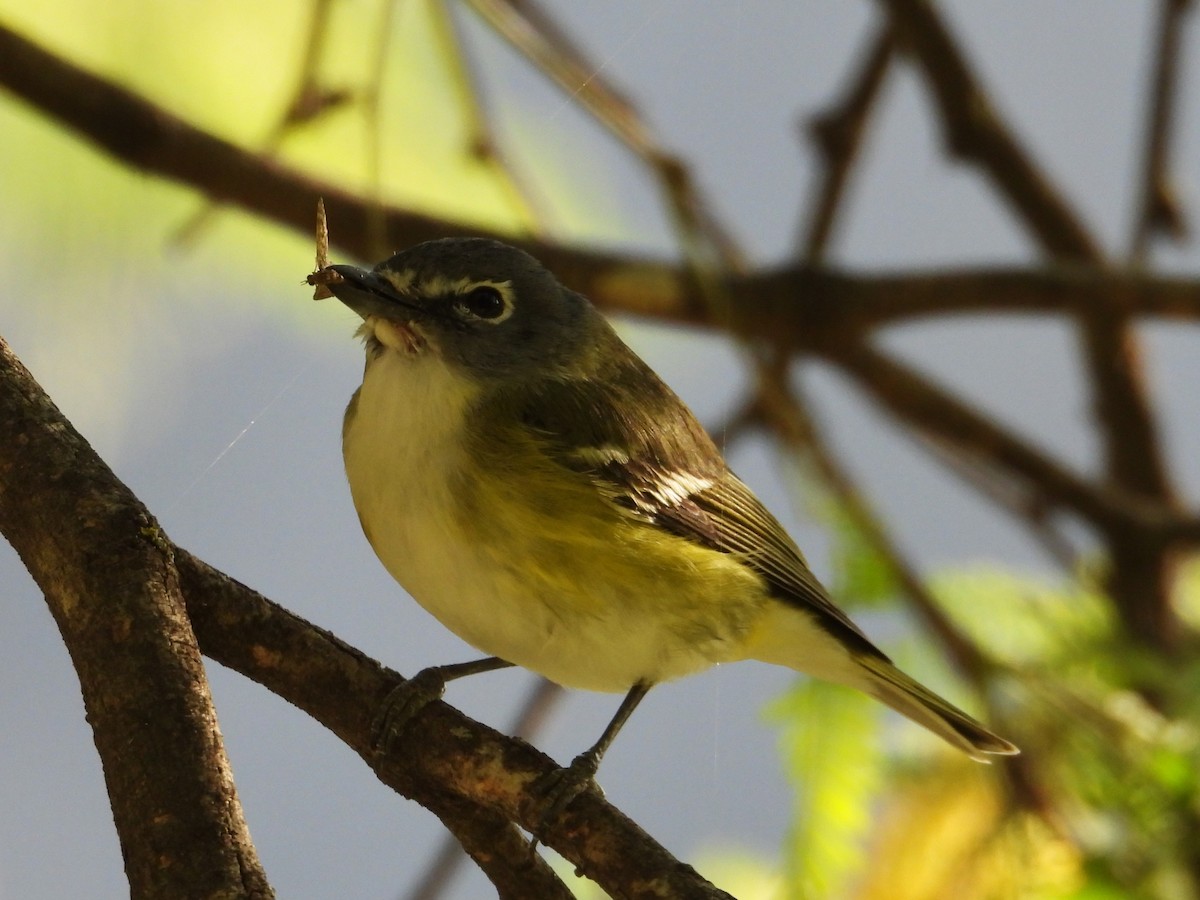 Blue-headed Vireo - ML616172572