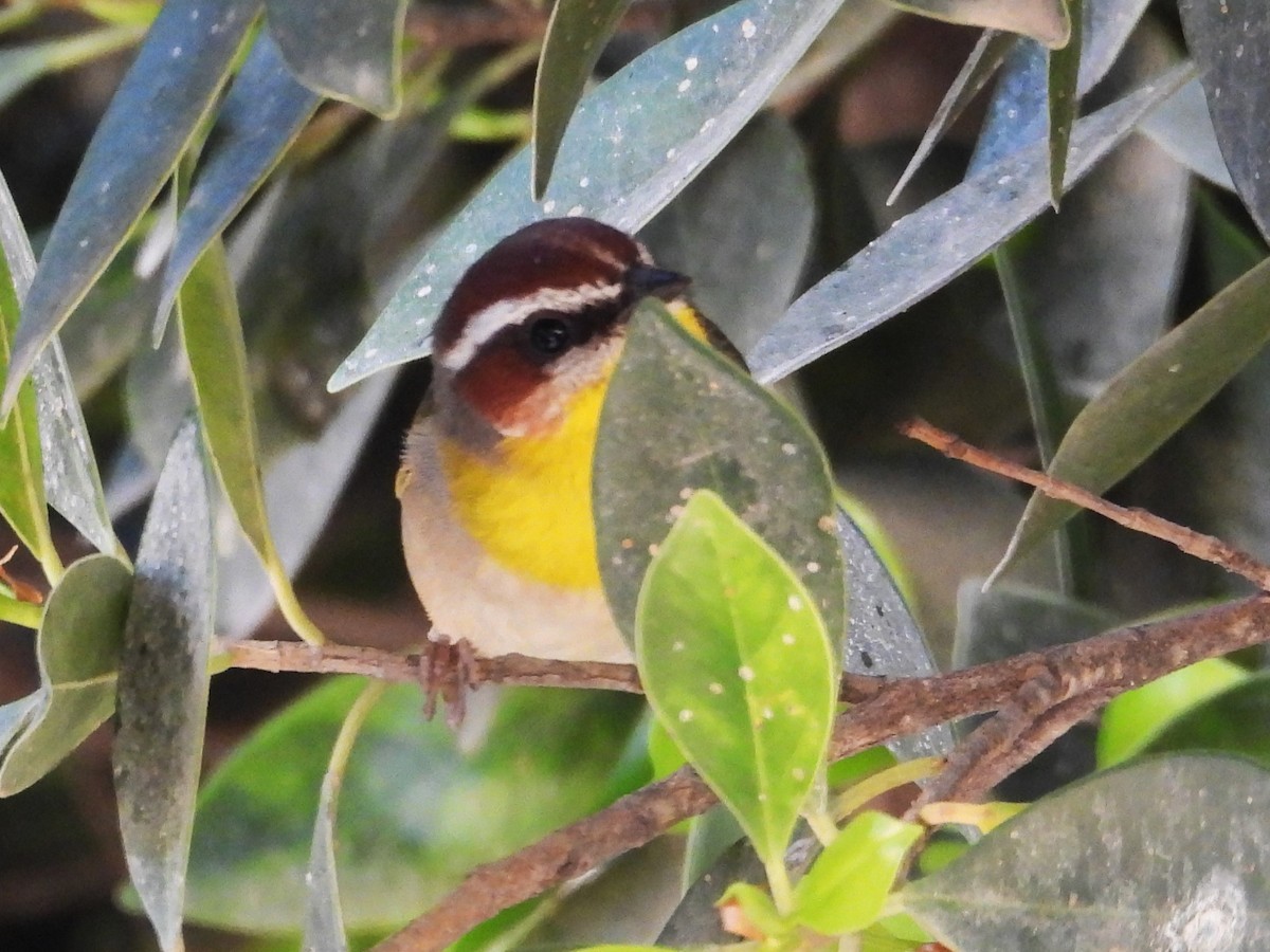 Rufous-capped Warbler - ML616172577