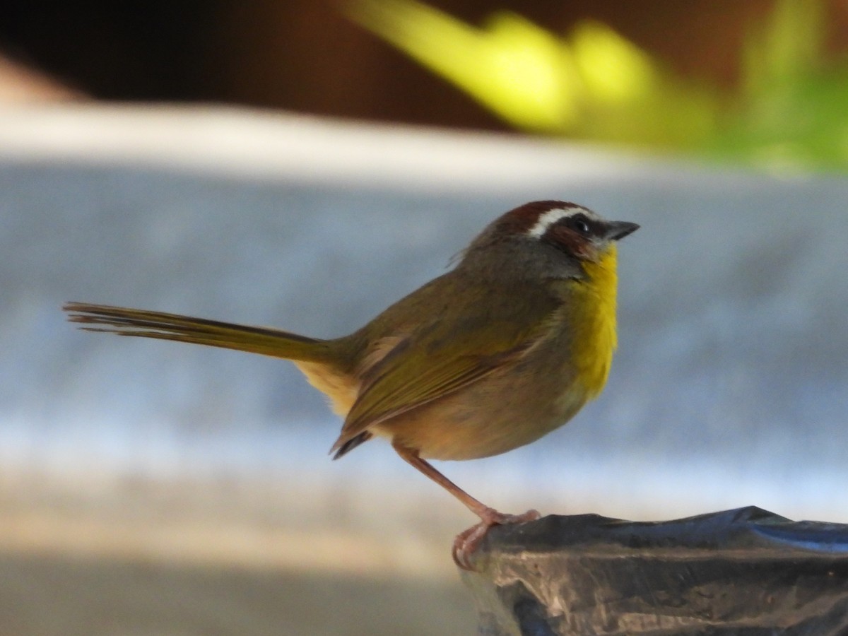 Rufous-capped Warbler - ML616172579