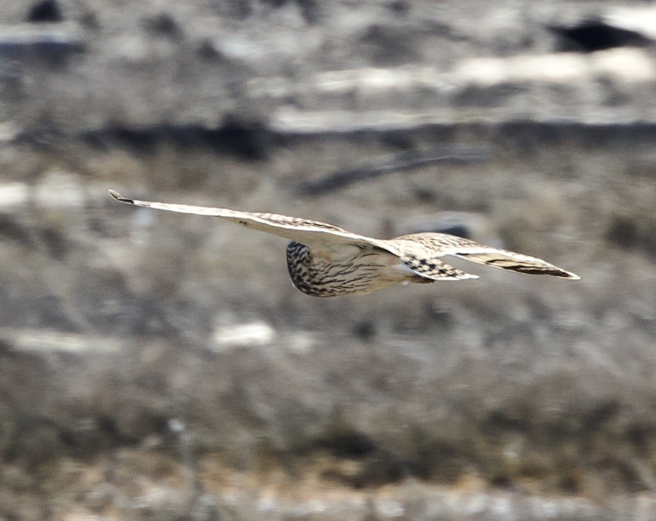 Short-eared Owl - ML616172592