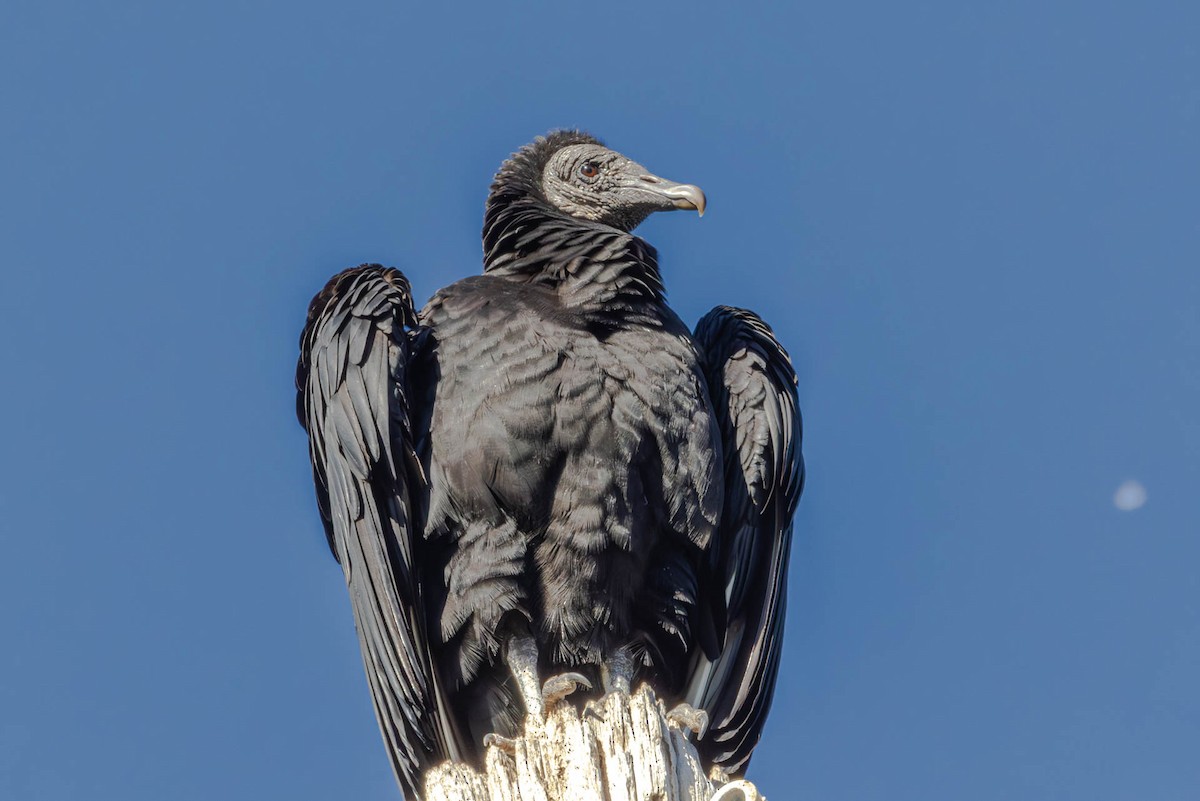 Black Vulture - Linda McNulty