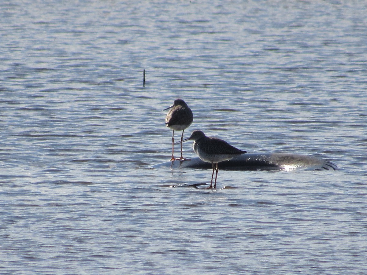 Greater Yellowlegs - ML616172659