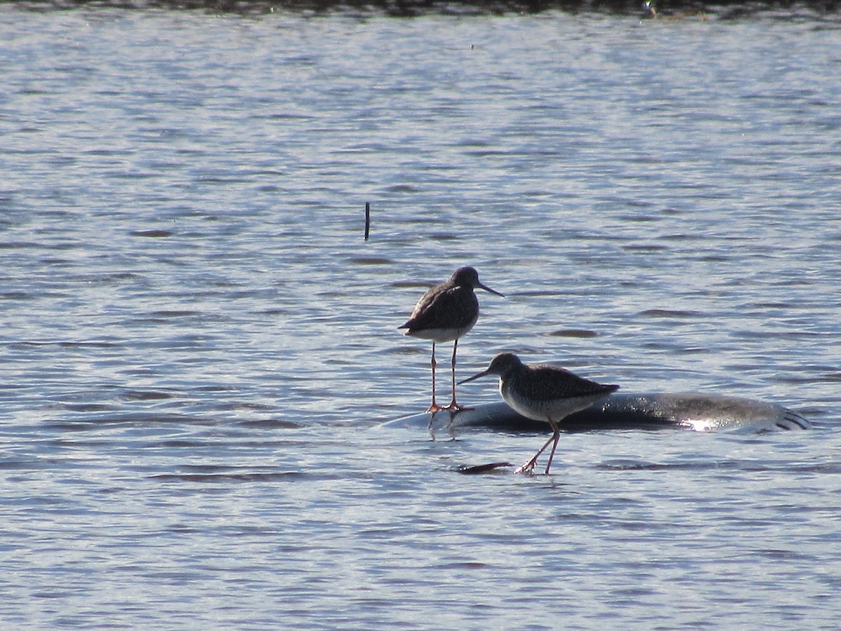 Greater Yellowlegs - ML616172660