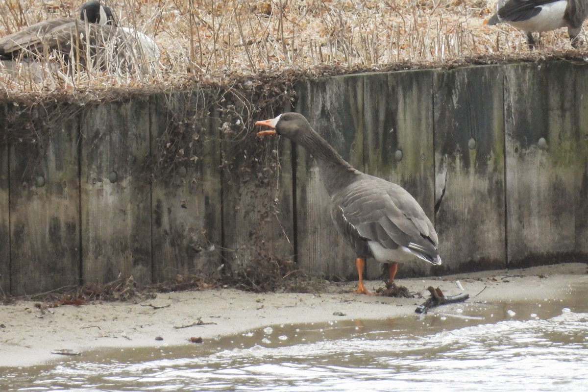Greater White-fronted Goose - ML616172670