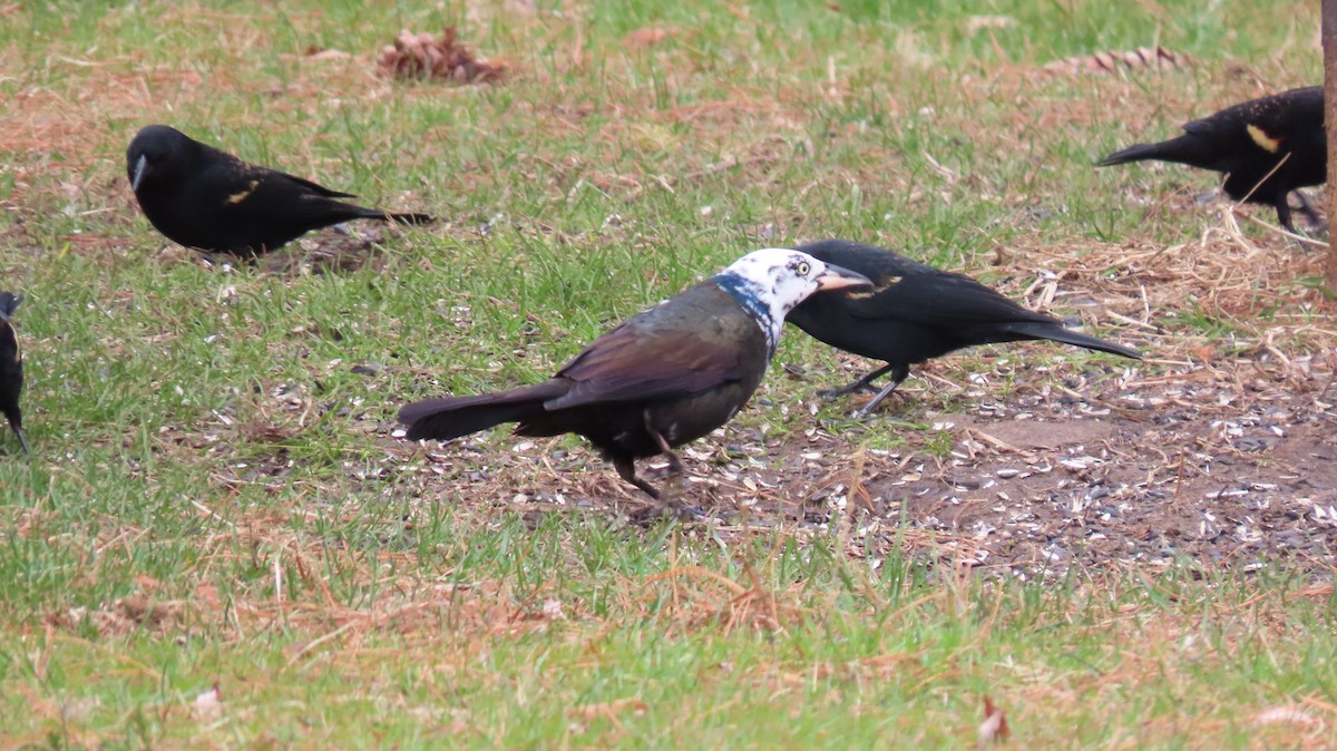 Common Grackle - ML616172677