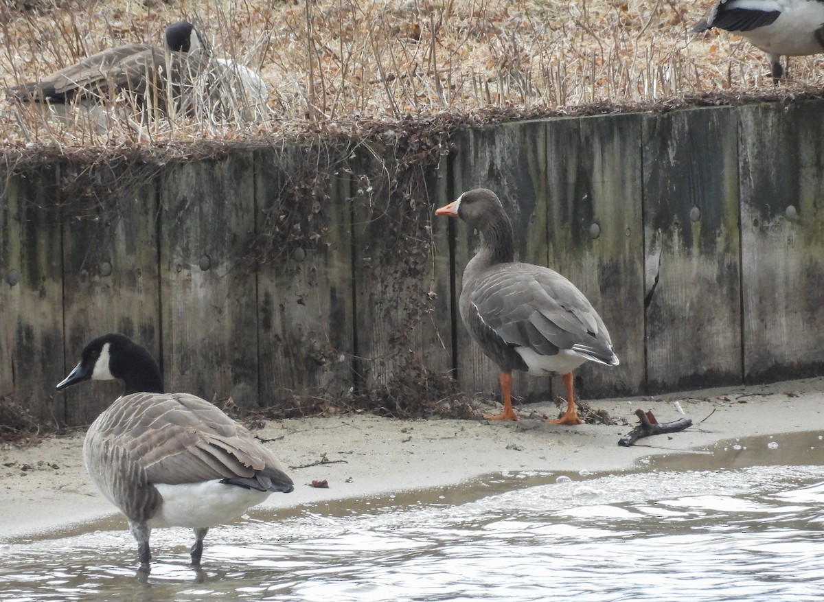 Greater White-fronted Goose - ML616172686