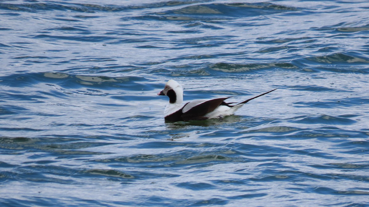 Long-tailed Duck - ML616172706