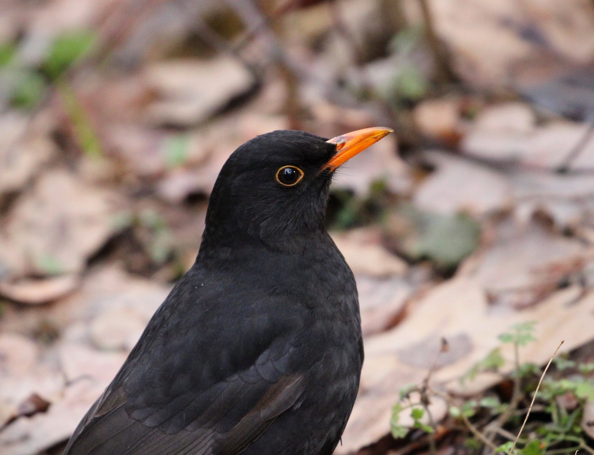 Eurasian Blackbird - ML616172707