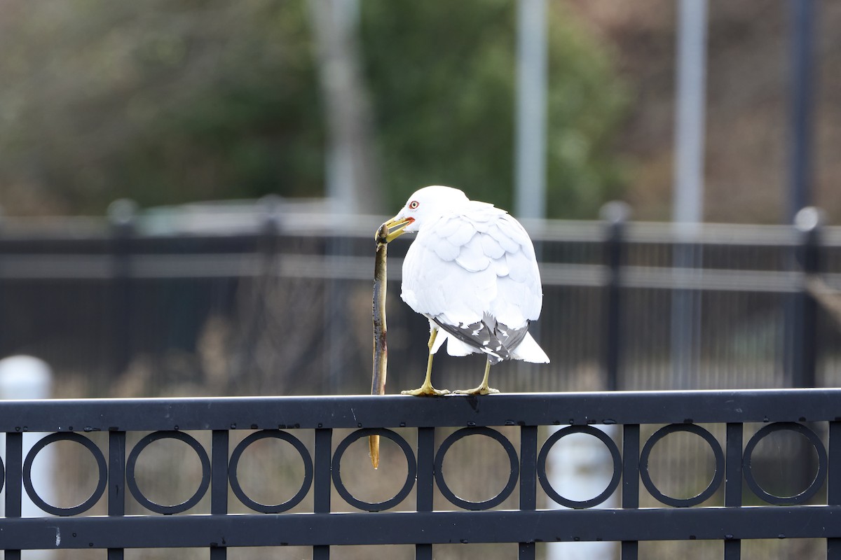 Ring-billed Gull - ML616172715