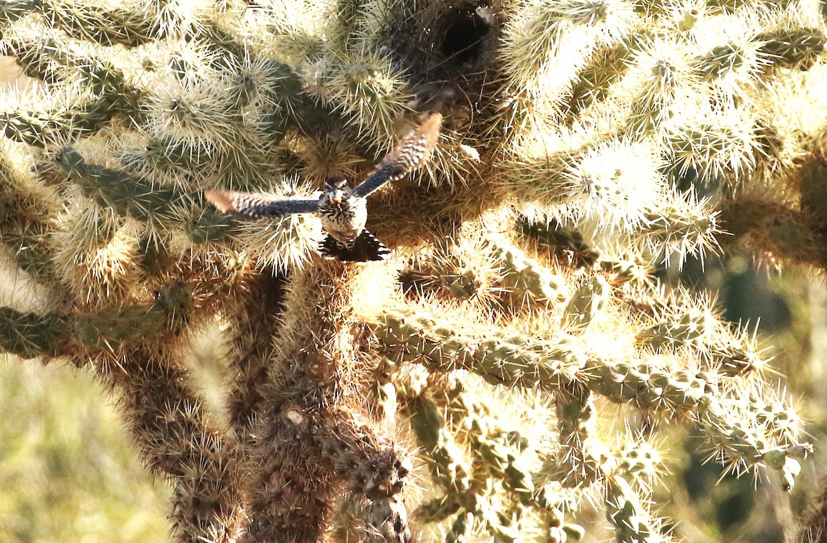 Cactus Wren - jake schas