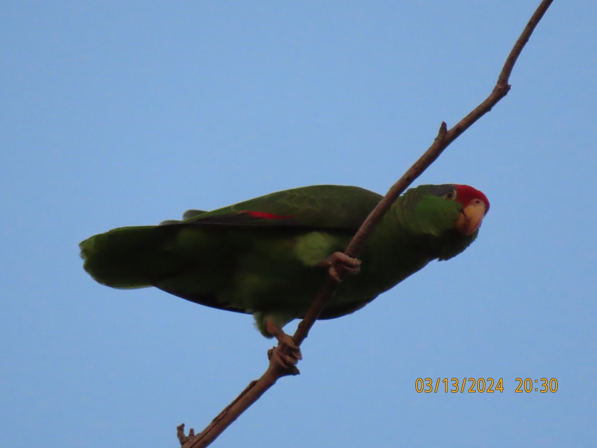 Red-crowned Parrot - Barry Southard