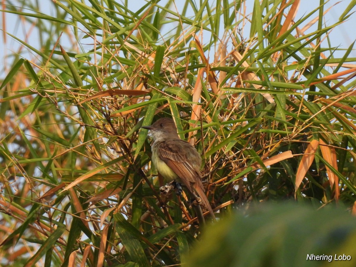 Dusky-capped Flycatcher - ML616172744