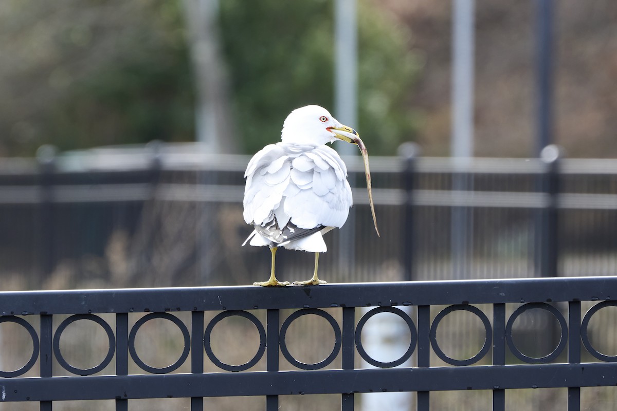 Ring-billed Gull - ML616172763