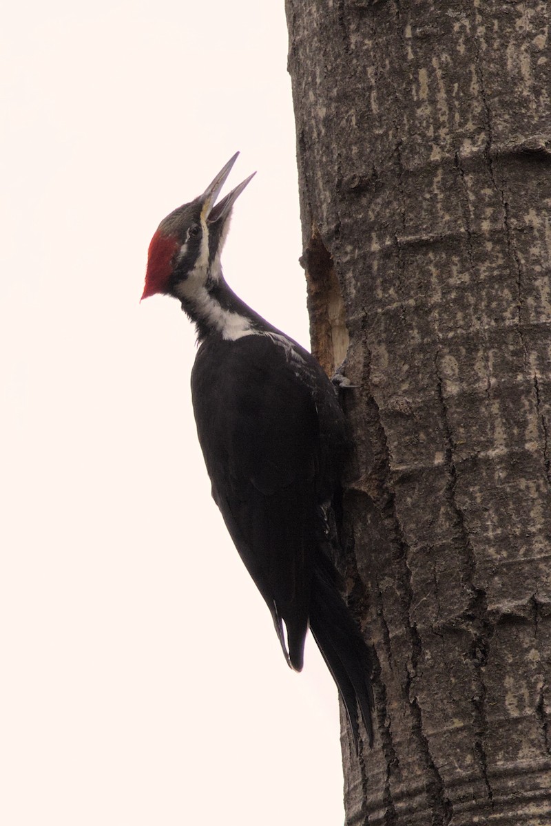 Pileated Woodpecker - Clayton Fitzgerald