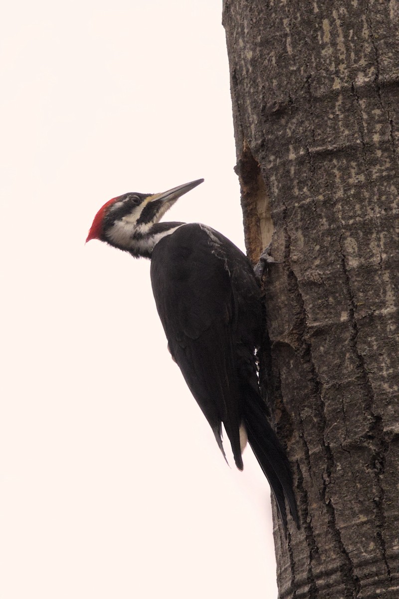 Pileated Woodpecker - ML616172774