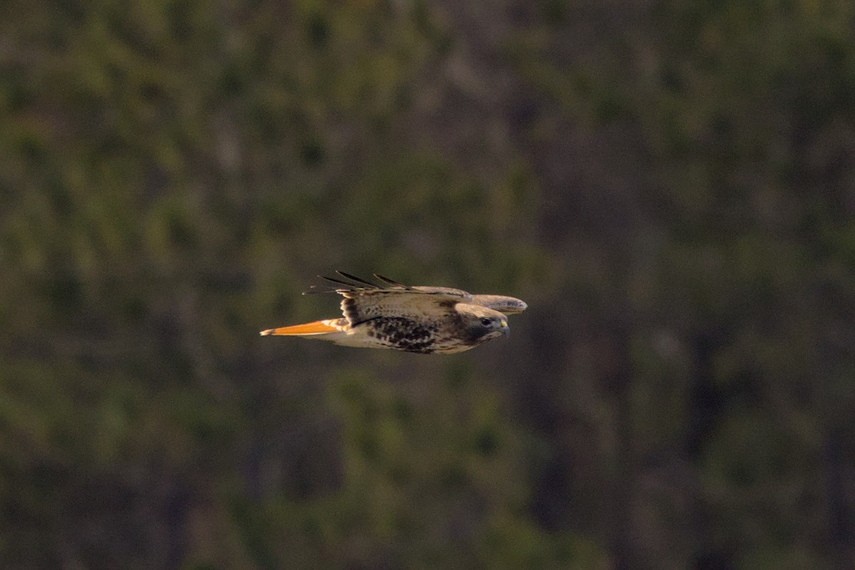 Red-tailed Hawk - Clayton Fitzgerald