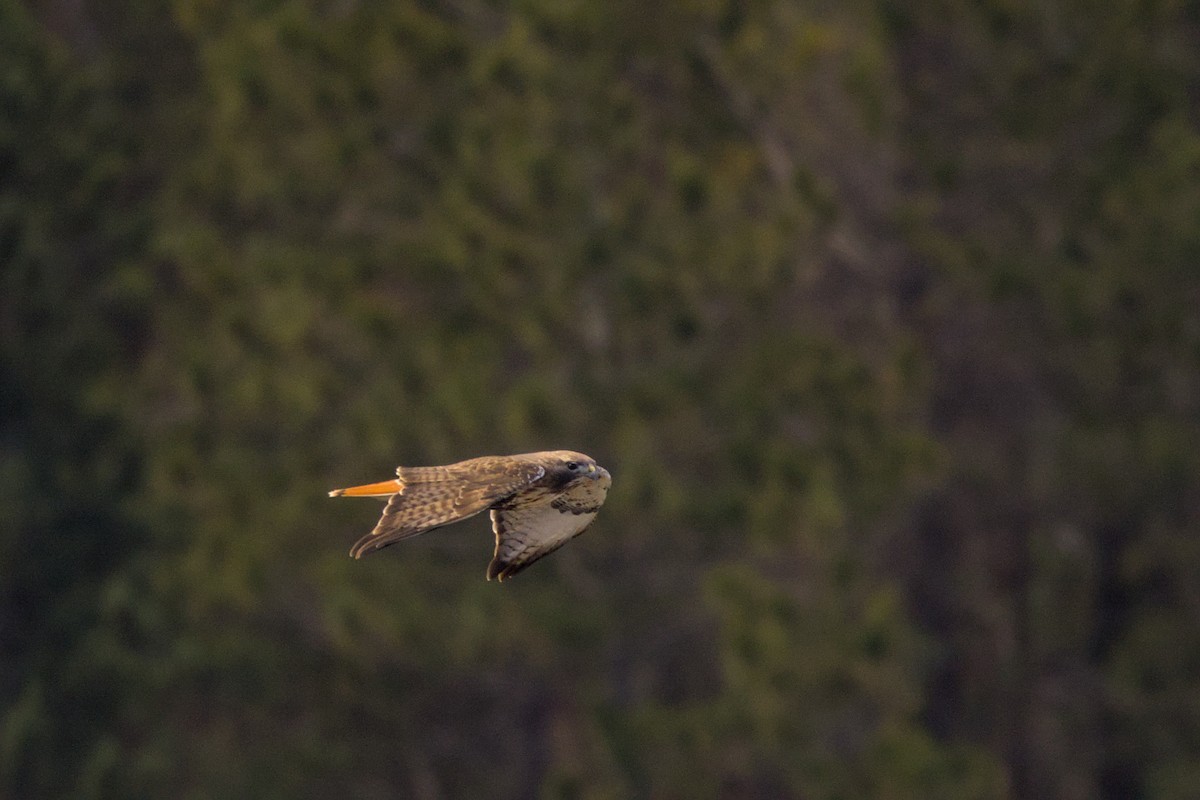 Red-tailed Hawk - Clayton Fitzgerald