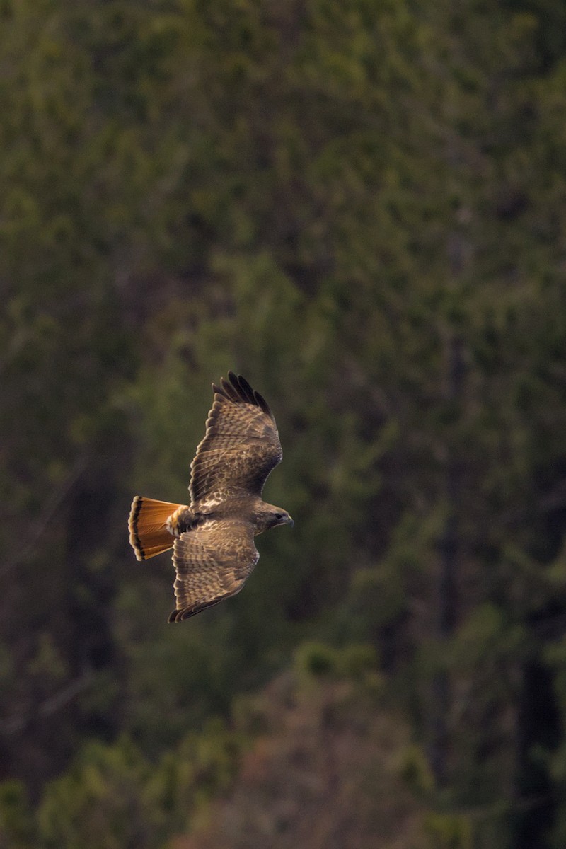 Red-tailed Hawk - Clayton Fitzgerald