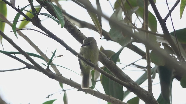Mouse-colored Tyrannulet (Southern) - ML616172780