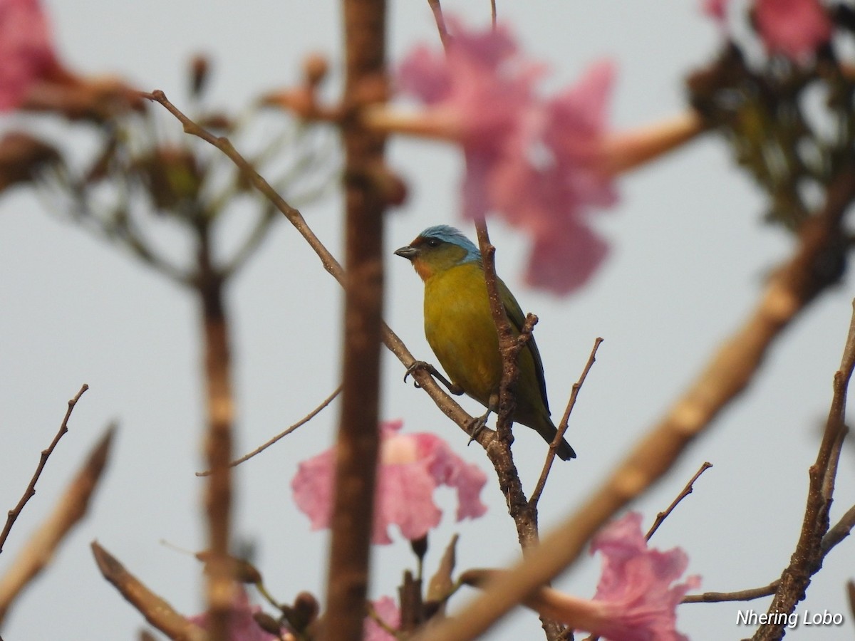 Elegant Euphonia - Nhering Daniel Ortiz Lobo