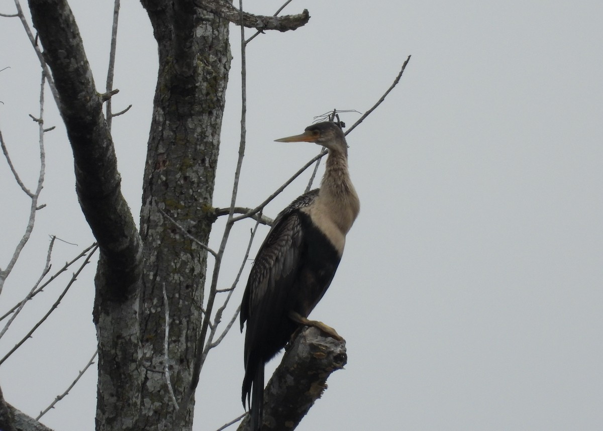 anhinga americká - ML616172791