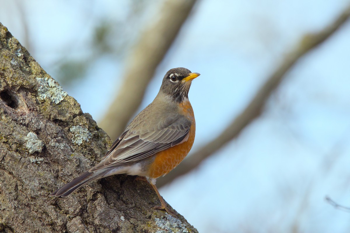 American Robin - ML616172796