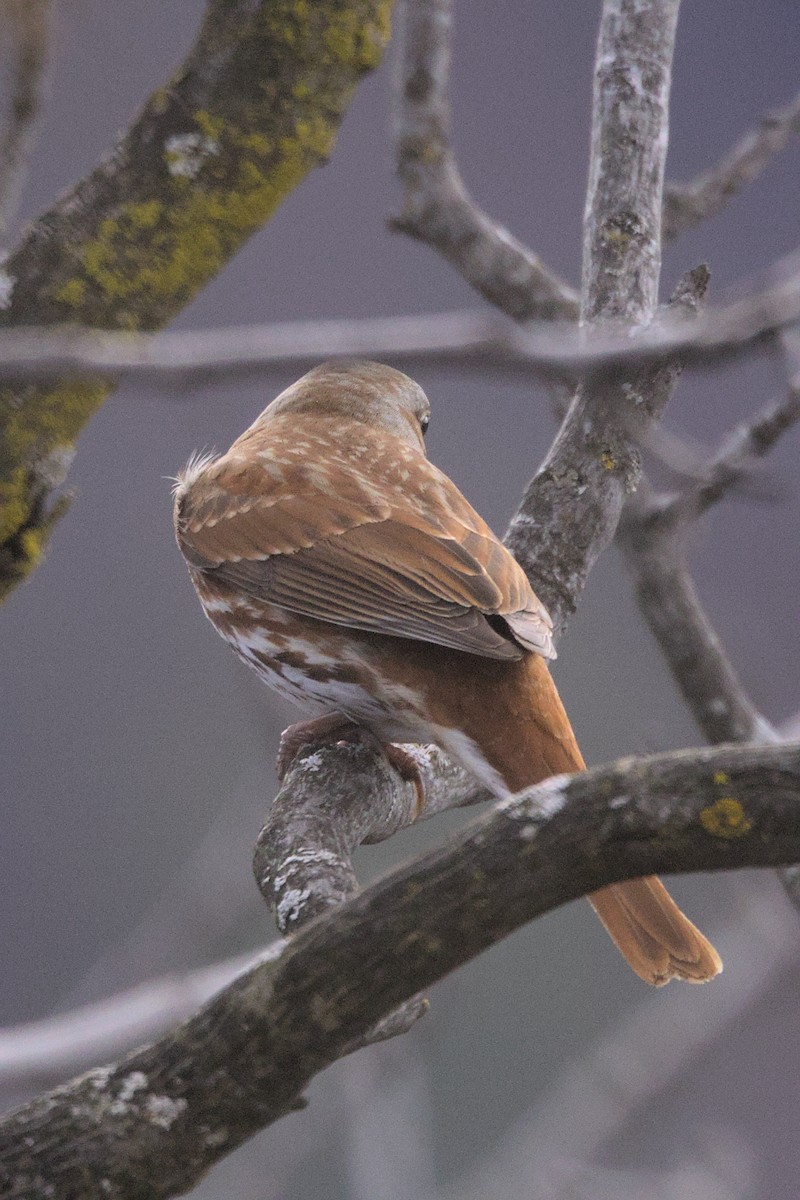 Fox Sparrow - Clayton Fitzgerald