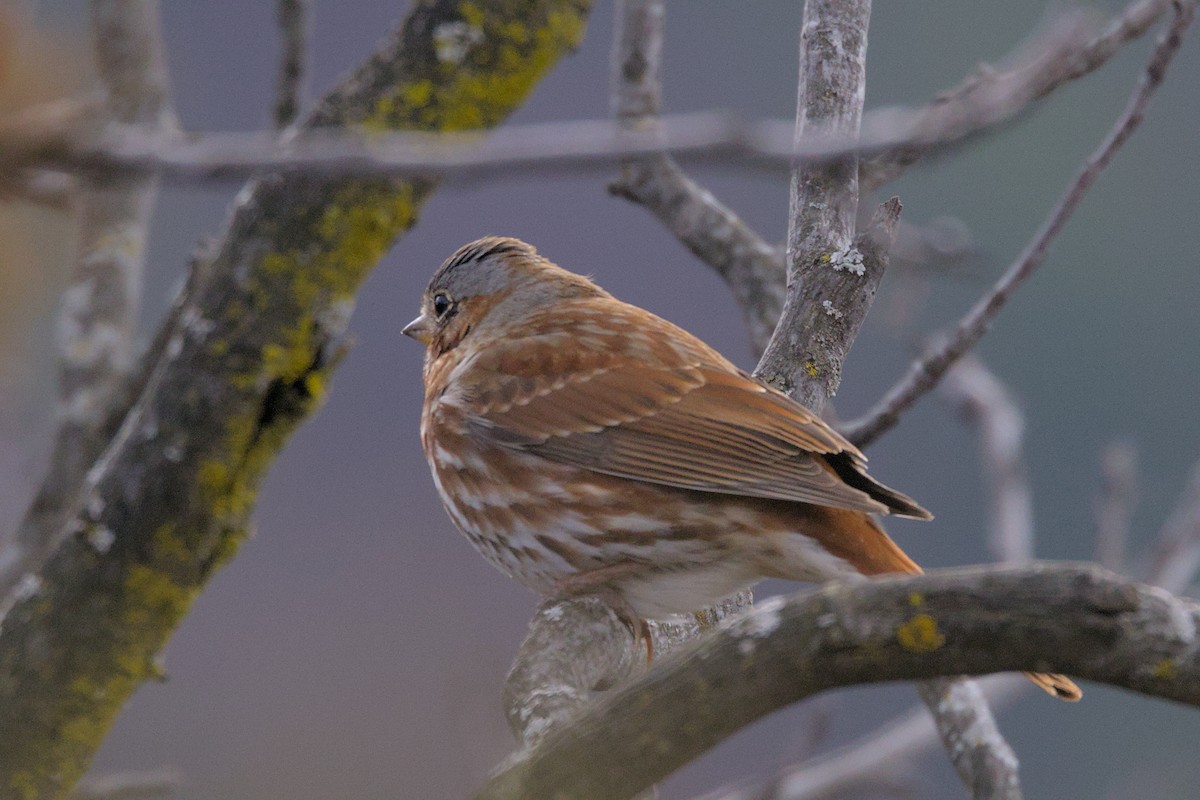 Fox Sparrow - ML616172800