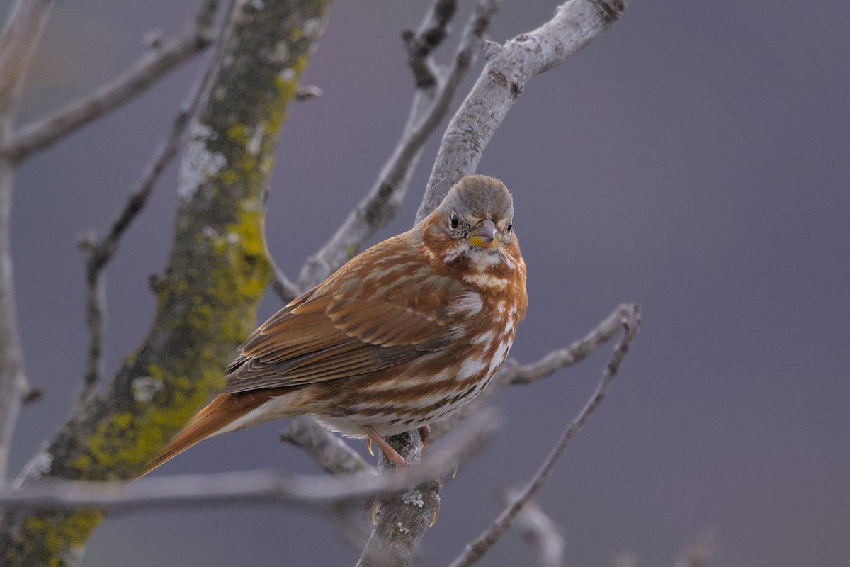 Fox Sparrow - ML616172801