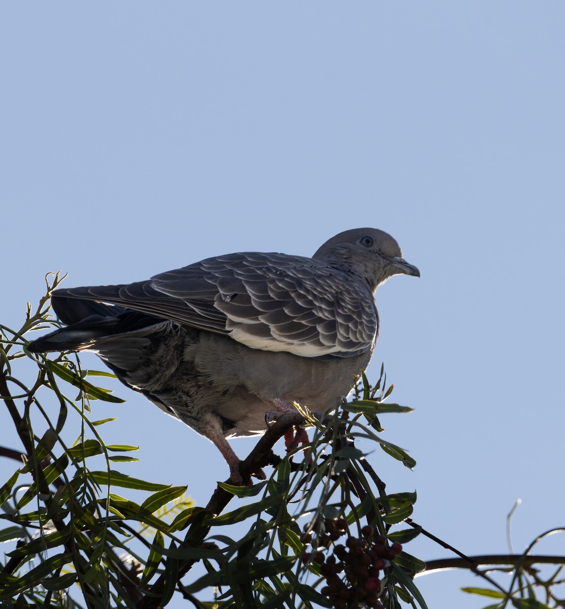 Spot-winged Pigeon - ML616172820