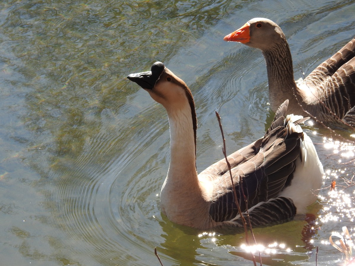 Swan Goose (Domestic type) - ML616172857