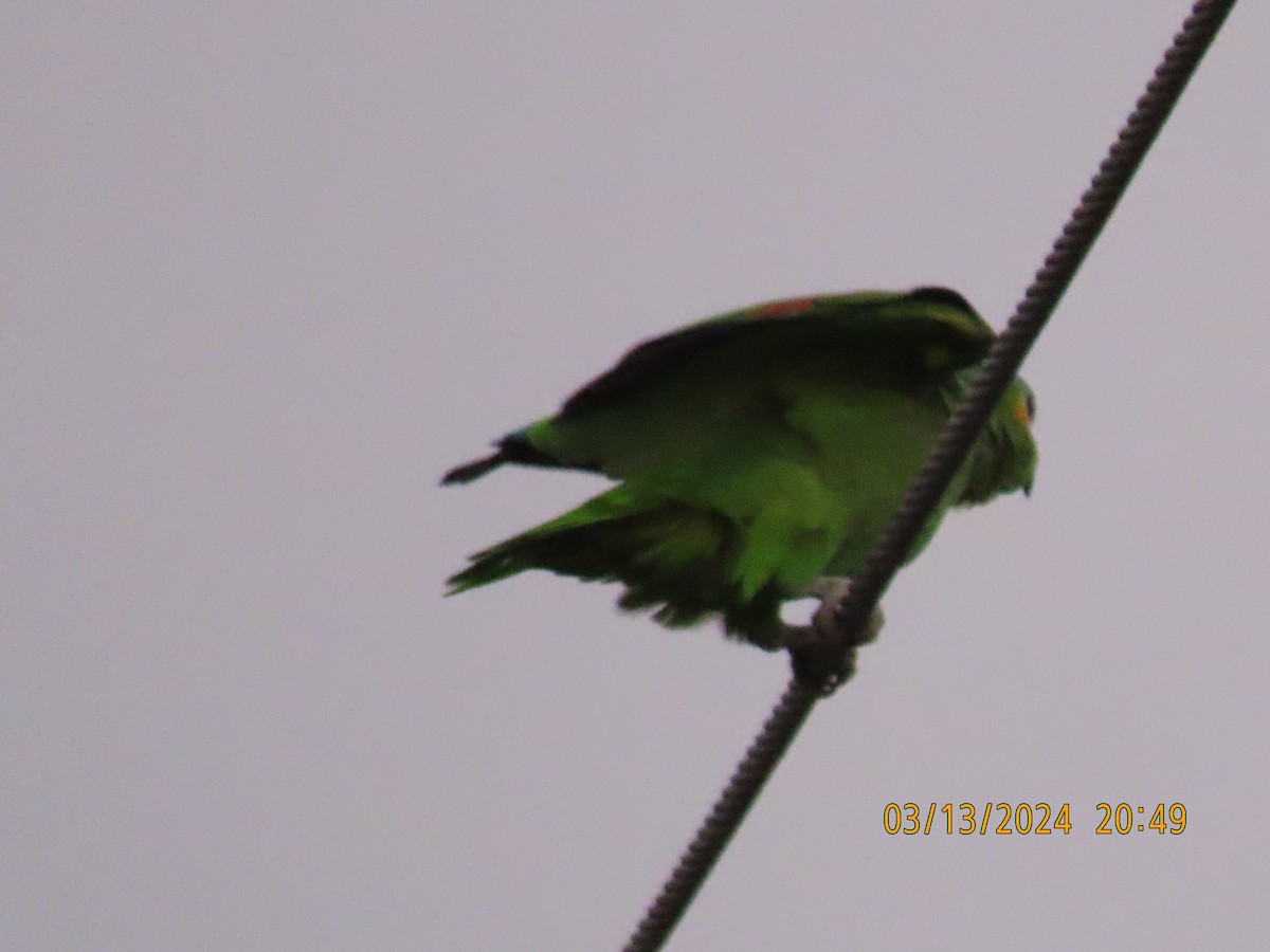 Red-lored Parrot - Barry Southard