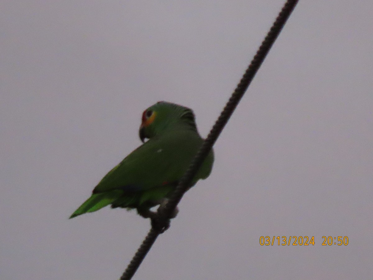 Red-lored Parrot - Barry Southard