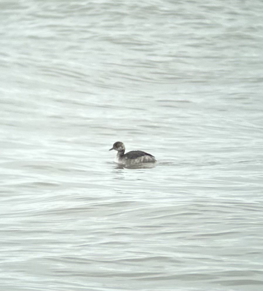 Horned Grebe - ML616172872