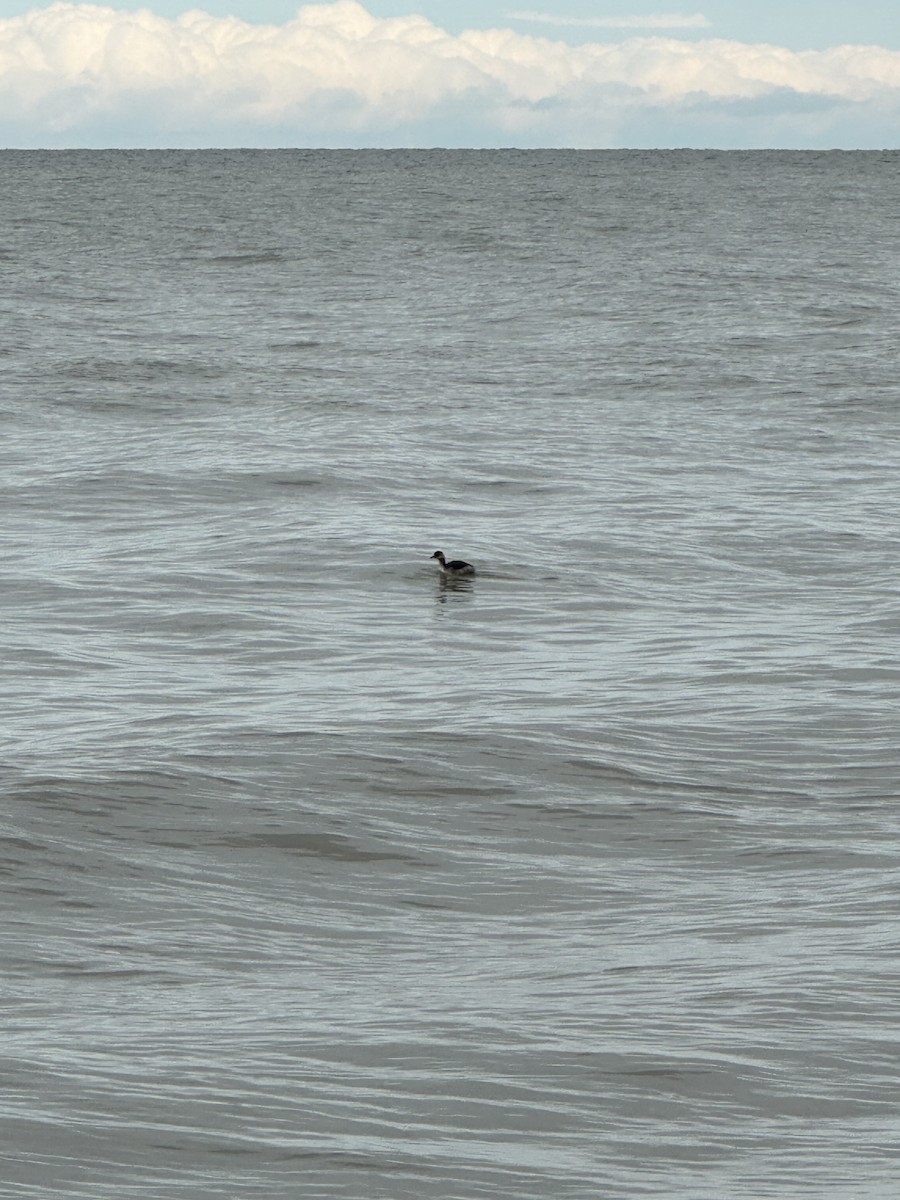 Horned Grebe - ML616172873