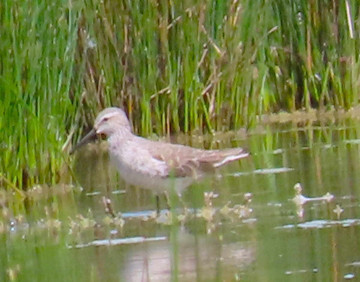 Stilt Sandpiper - ML616172885