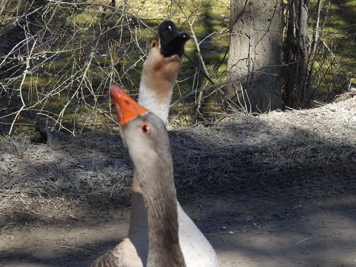 Swan Goose (Domestic type) - ML616172886