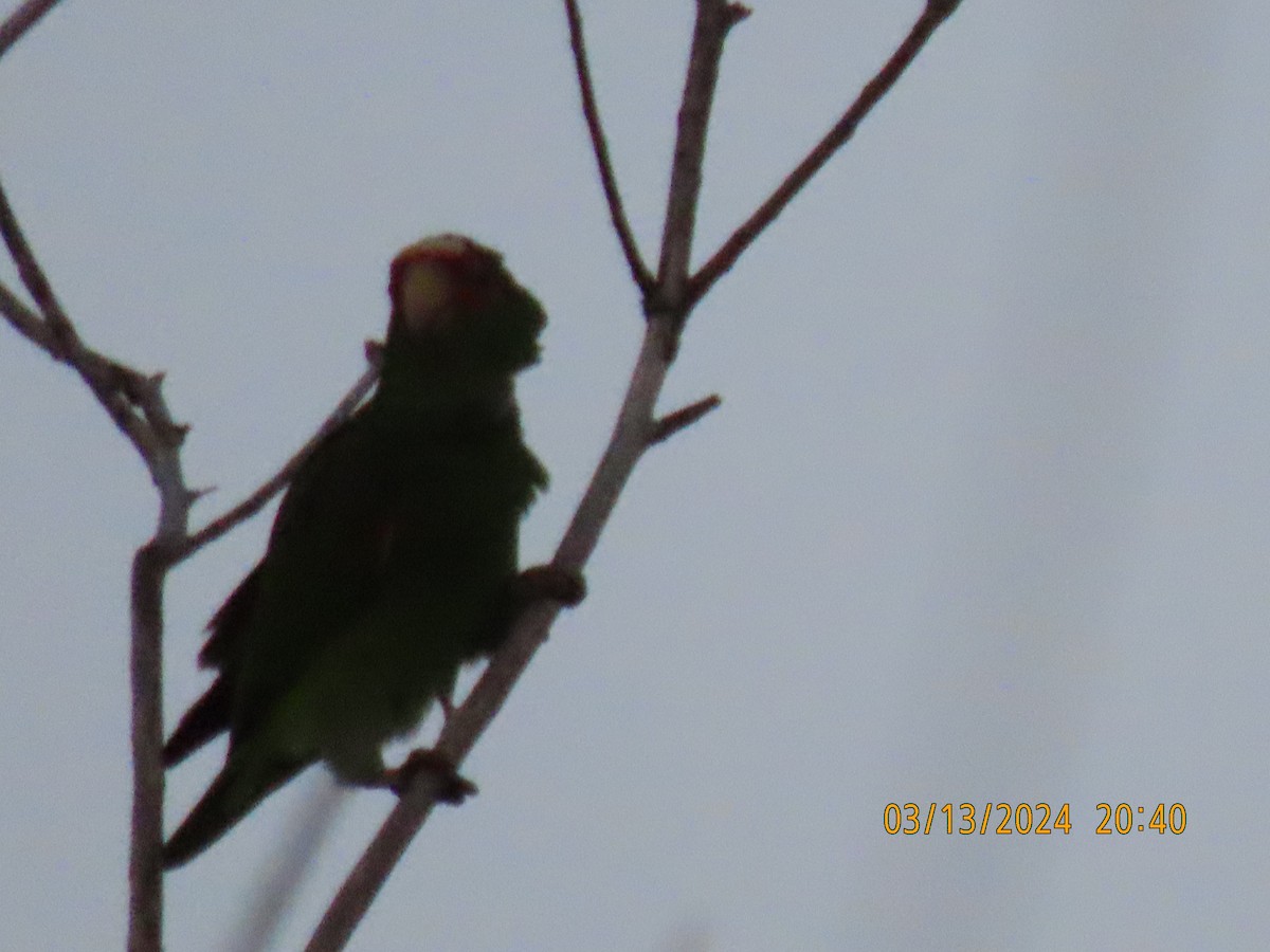 White-fronted Parrot - Barry Southard