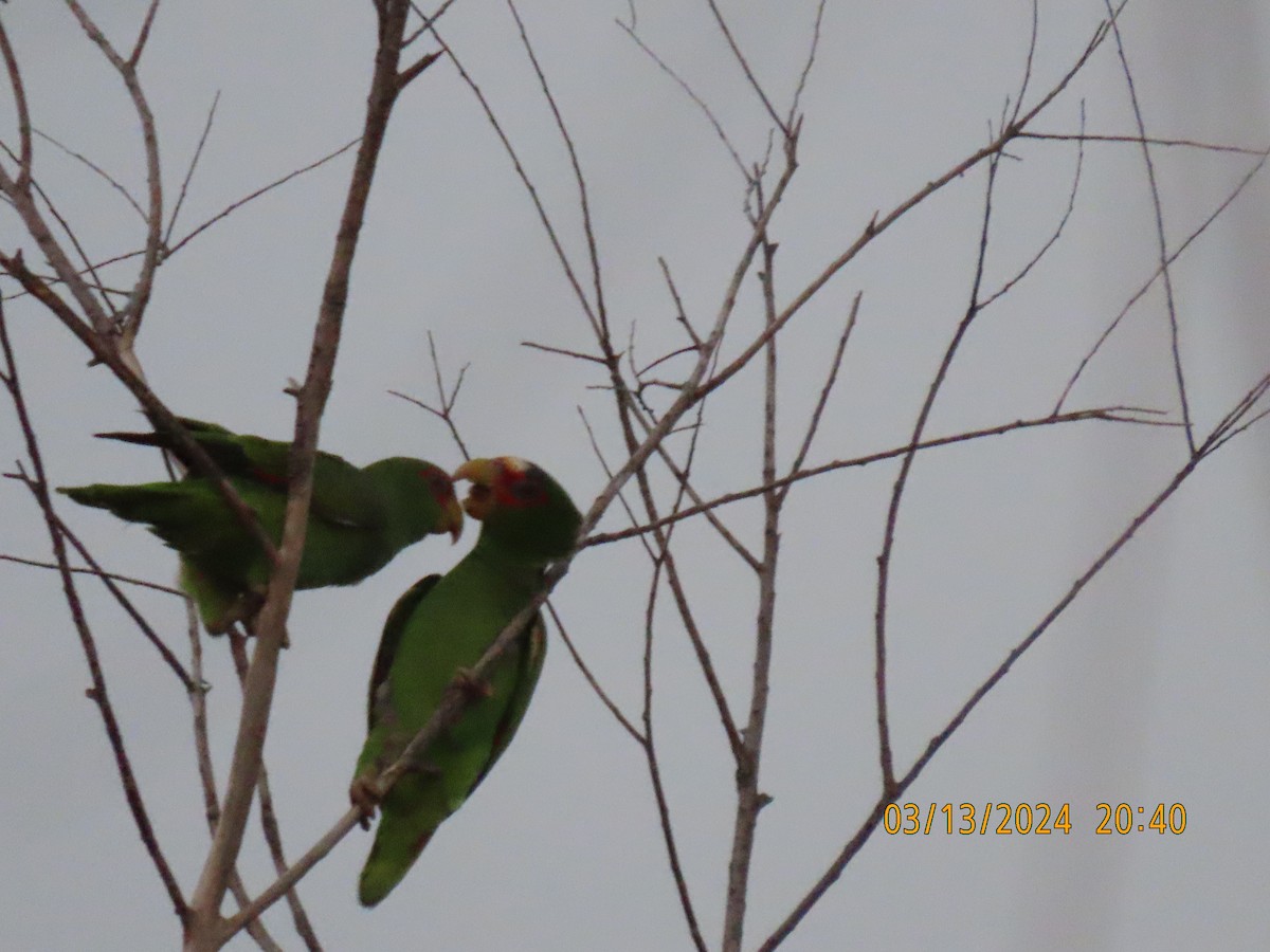 White-fronted Parrot - Barry Southard