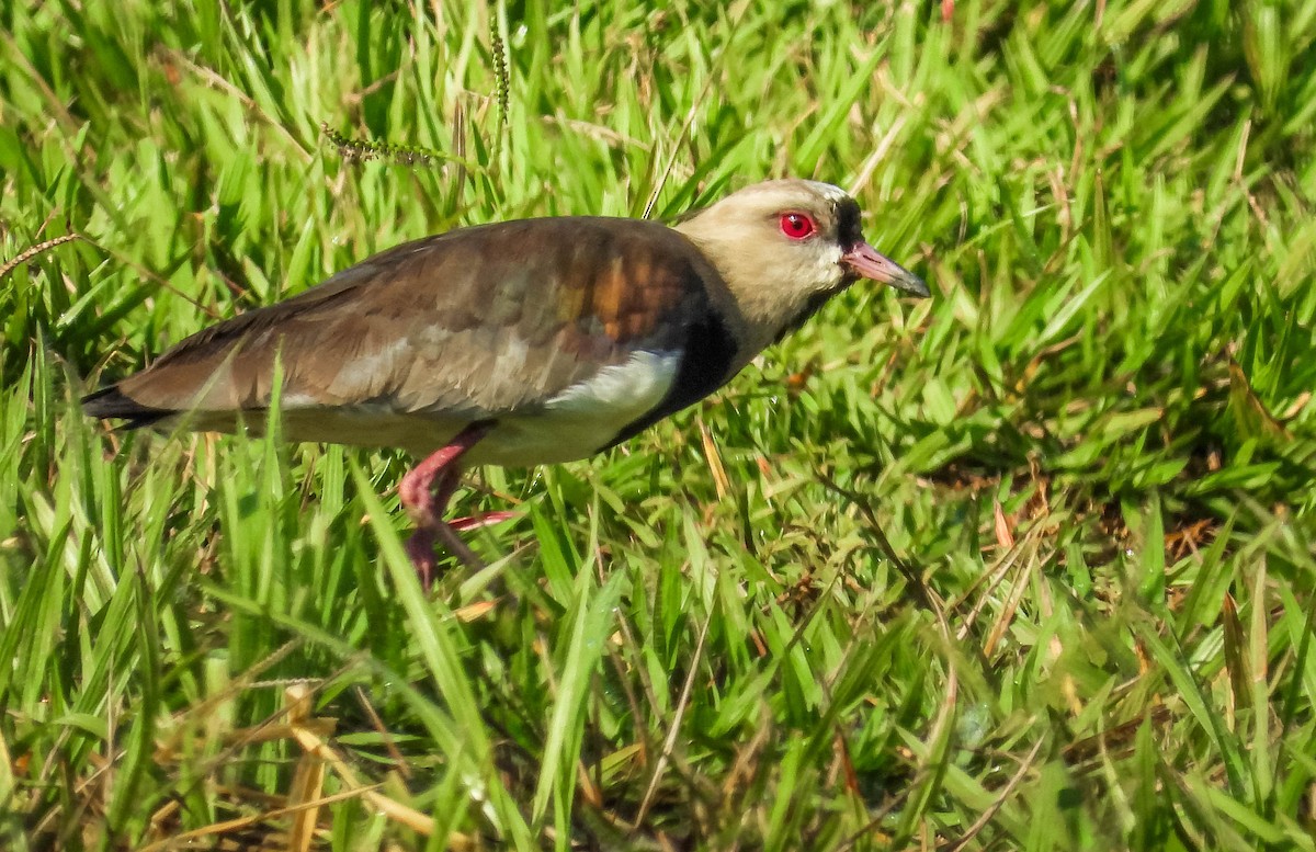 Southern Lapwing - ML616172939