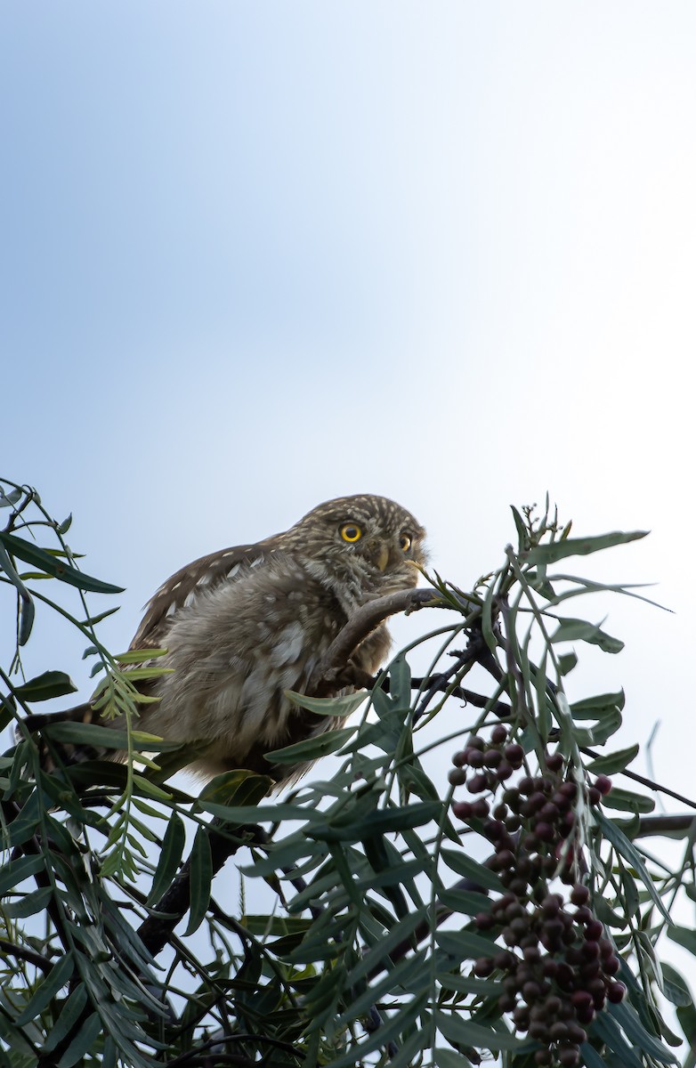 Peruvian Pygmy-Owl - Kike Muñoz olate