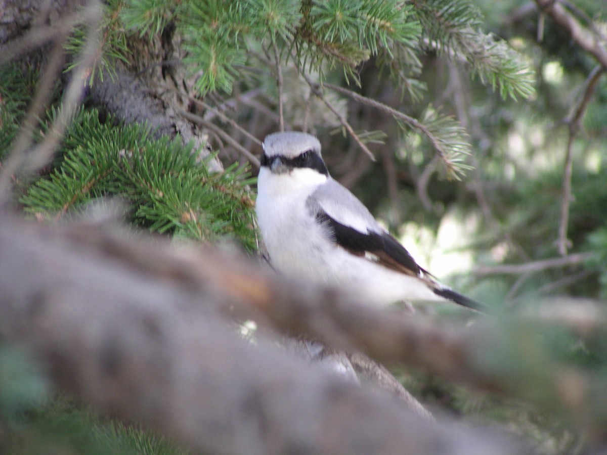 Loggerhead Shrike - ML616173030