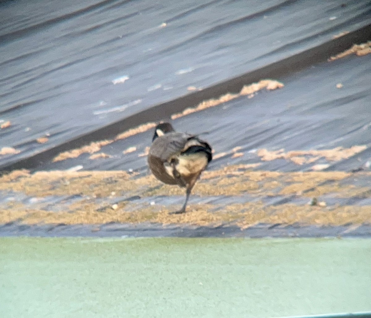 Cackling Goose (minima) - Mandy Talpas -Hawaii Bird Tours