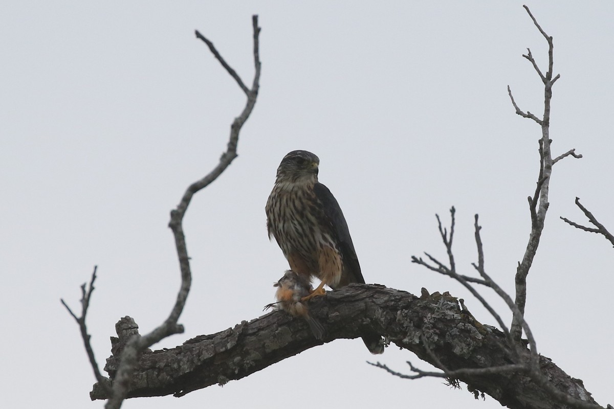 Faucon émerillon (columbarius) - ML616173172