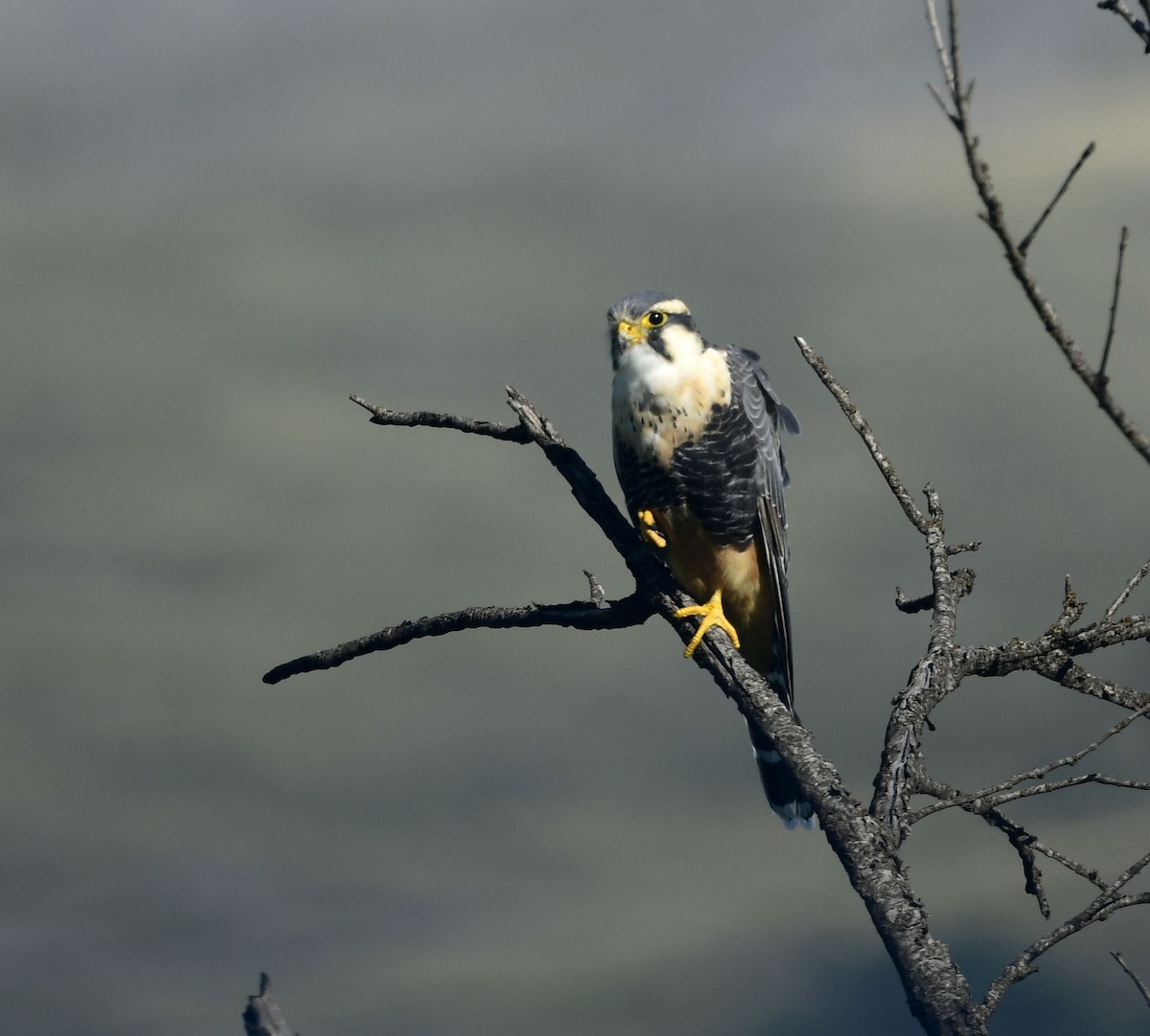 Aplomado Falcon - Eugenia Boggiano