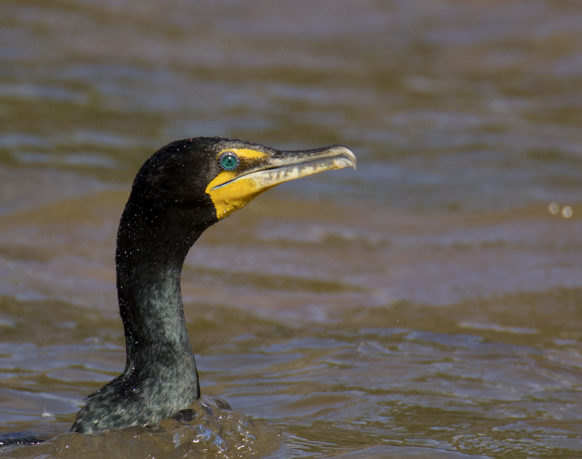 Double-crested Cormorant - ML616173268