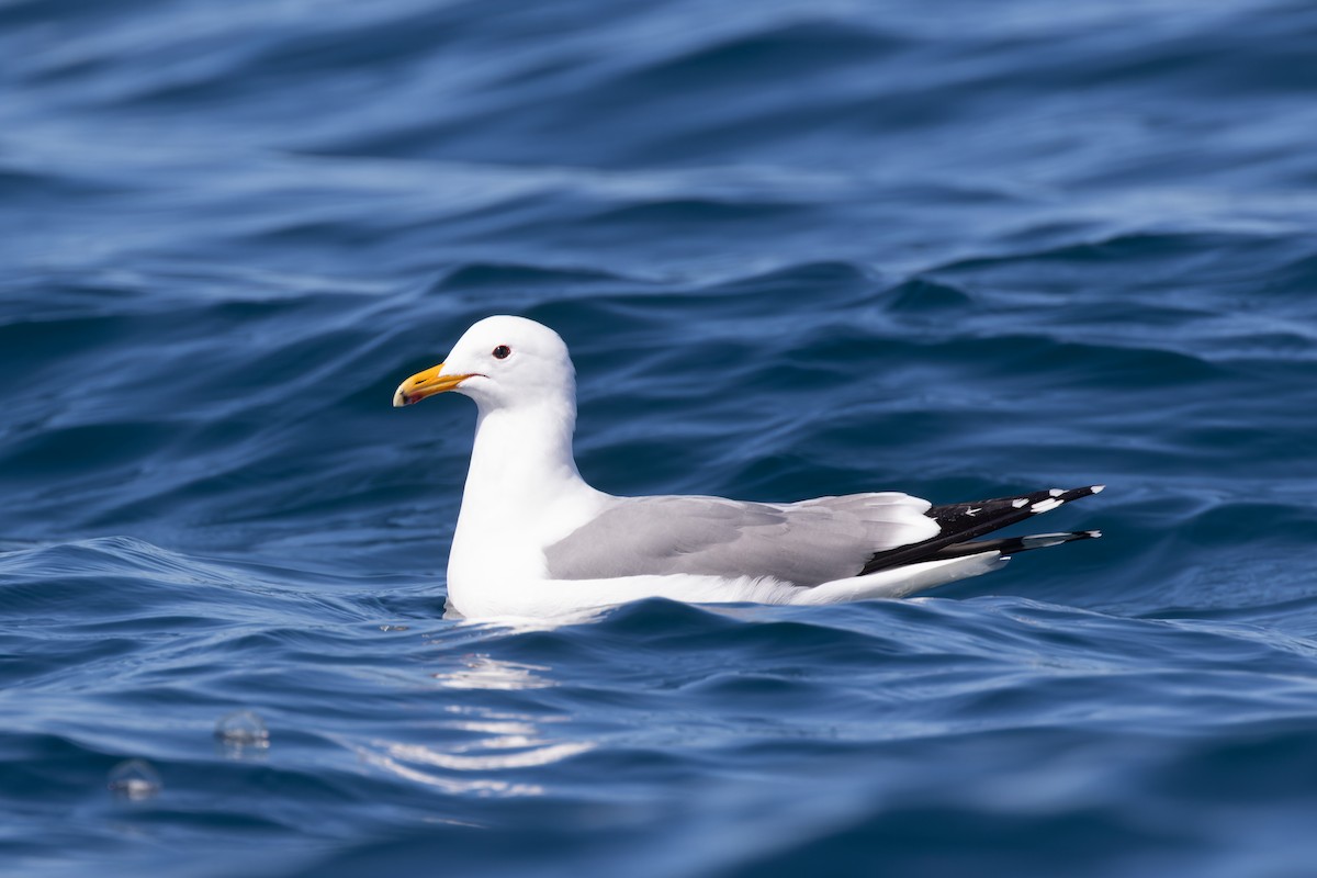 Gaviota Californiana - ML616173428