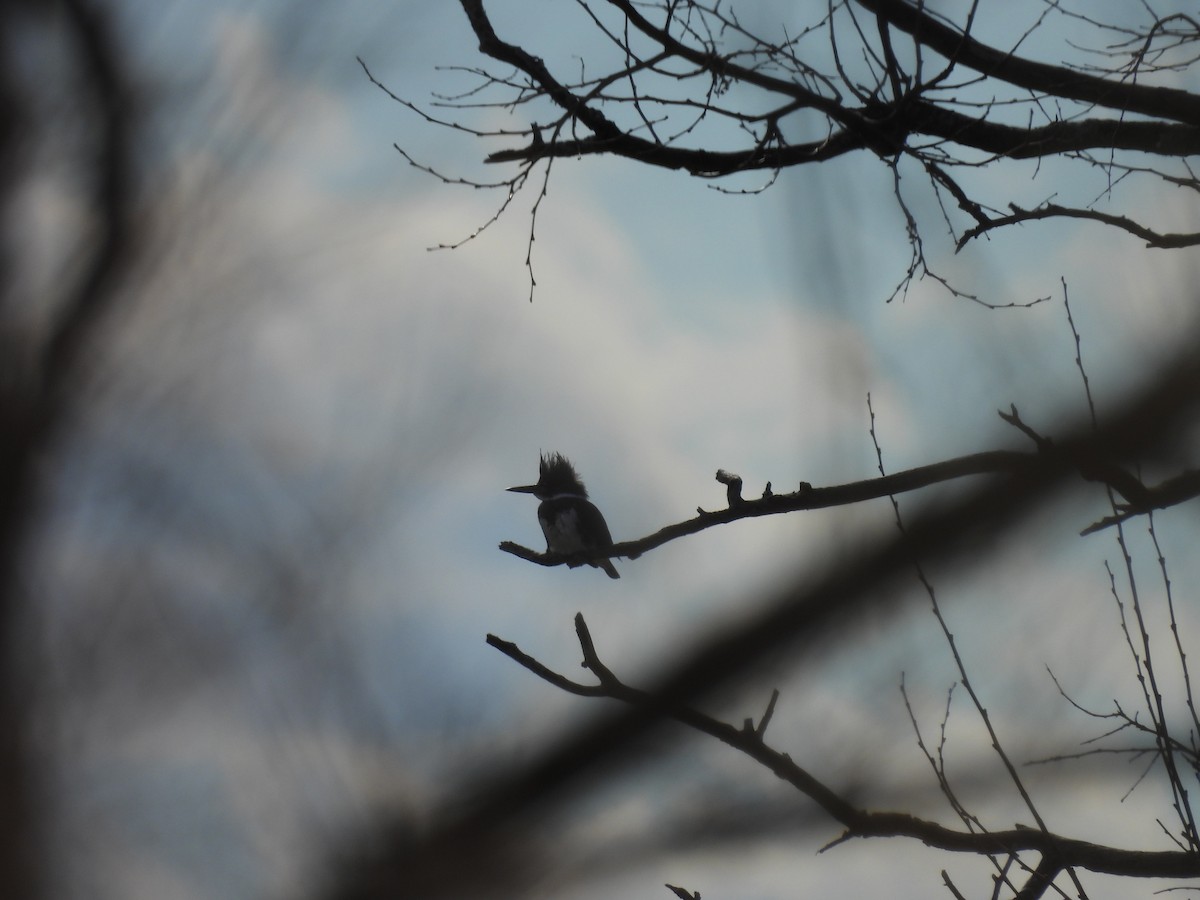 Belted Kingfisher - ML616173437